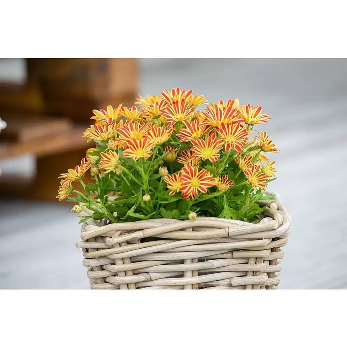 Piardino crisantemo multiflor - Dendranthema multiflora, Tamaño de maceta: 12 cm, Multicolor - Foto ambiente