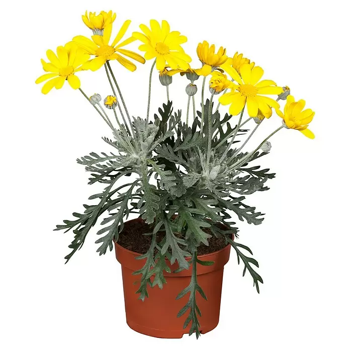 Margarita Amarilla - Euryops pectinatus, Tamaño de maceta: 18 cm - Vista frontal