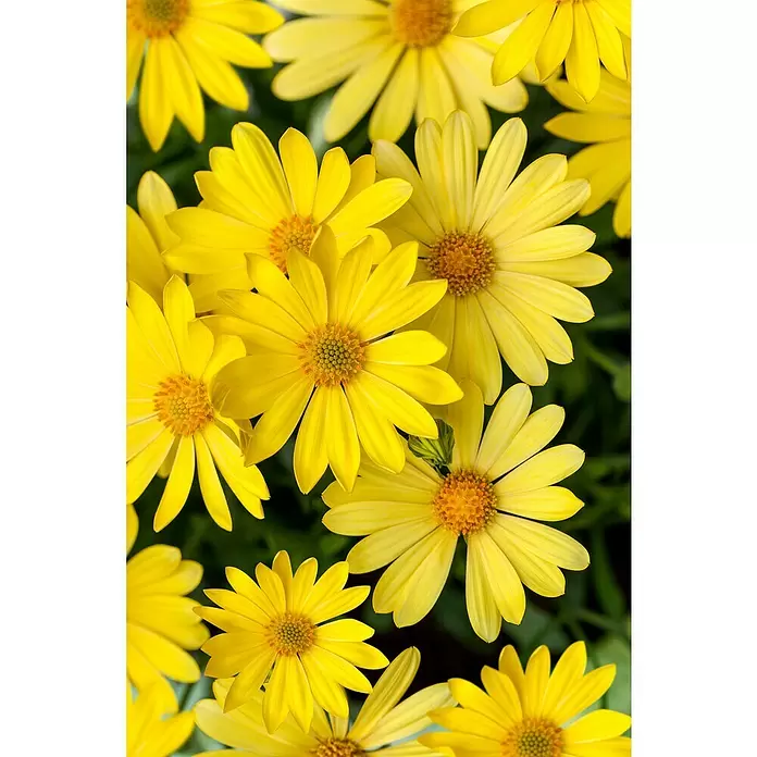 Margarita Amarilla - Euryops pectinatus, Tamaño de maceta: 18 cm - Primer plano