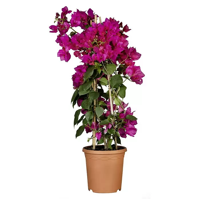 Piardino Drillingsblume - Bougainvillea, Pyramide, Topfgröße: 19 cm - Vorderansicht