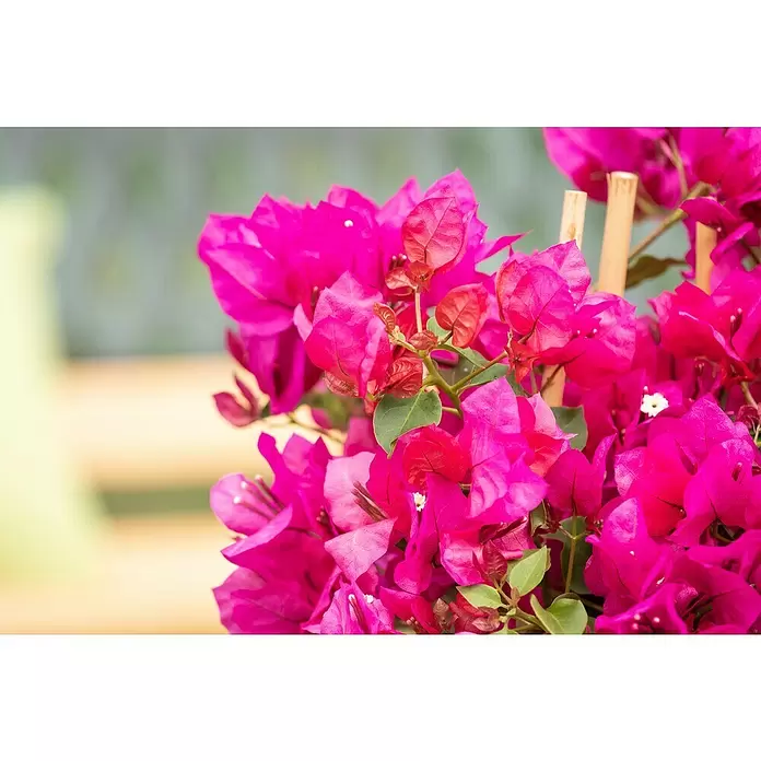 Piardino Drillingsblume - Bougainvillea, Pyramide, Topfgröße: 19 cm - Detailaufnahme