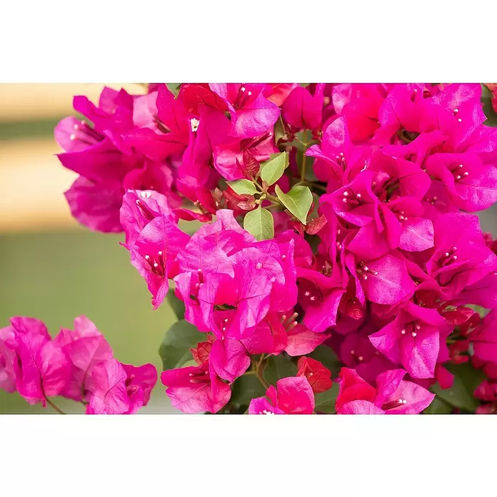 Piardino Drillingsblume - Bougainvillea, Pyramide, Topfgröße: 19 cm - Detailaufnahme