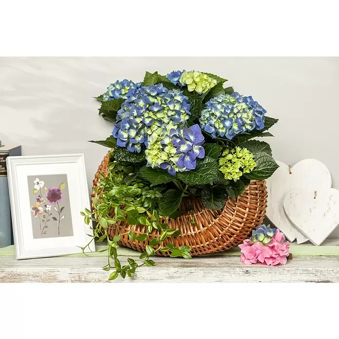 Piardino Hydrangea - Hydrangea macrophylla, Tamaño de maceta: 30 cm, Azul/Rosa/Rojo/Blanco - Foto ambiente