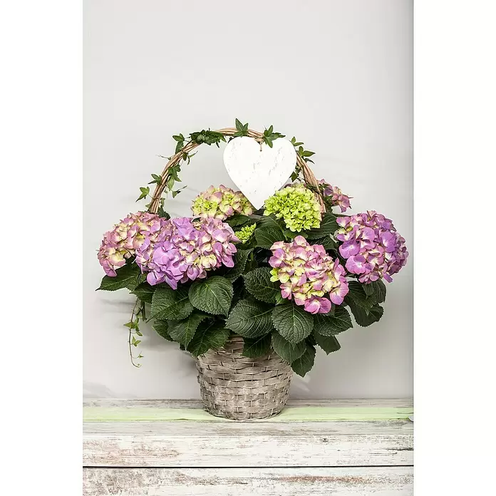 Piardino Hydrangea - Hydrangea macrophylla, Tamaño de maceta: 30 cm, Azul/Rosa/Rojo/Blanco - Foto ambiente