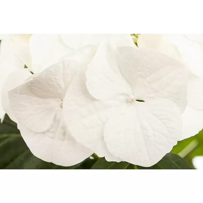 Piardino Hydrangea - Hydrangea macrophylla, Tamaño de maceta: 30 cm, Azul/Rosa/Rojo/Blanco - Primer plano