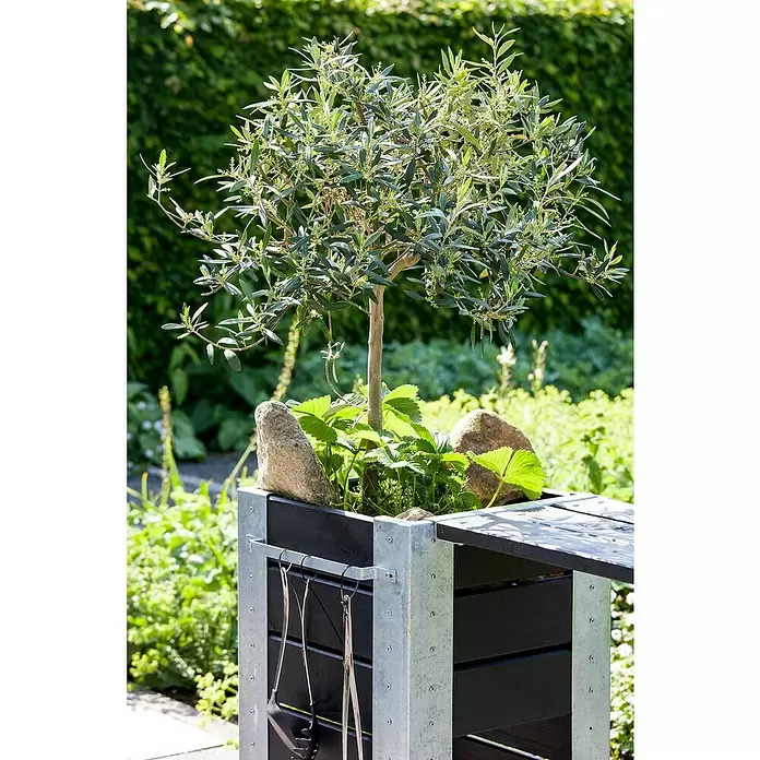Piardino Olivo - Olea europaea 'Bonsai', Tamaño de maceta: 25 cm - Foto ambiente