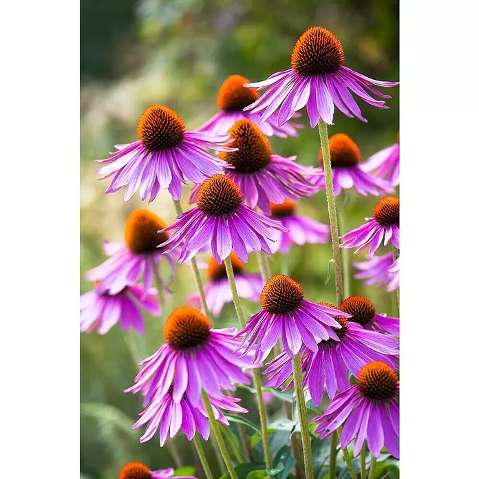 Piardino Staude Mix - z.B. Sunbeckia Ophelia, Echinacea Purpurea, Delphinium - Detailaufnahme
