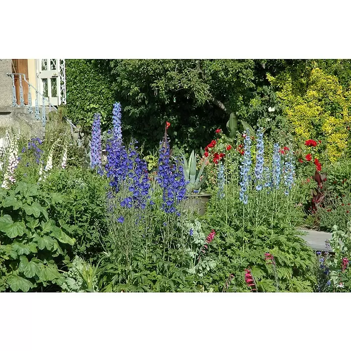 Piardino Staude Mix - z.B. Sunbeckia Ophelia, Echinacea Purpurea, Delphinium - Stimmungsaufnahme