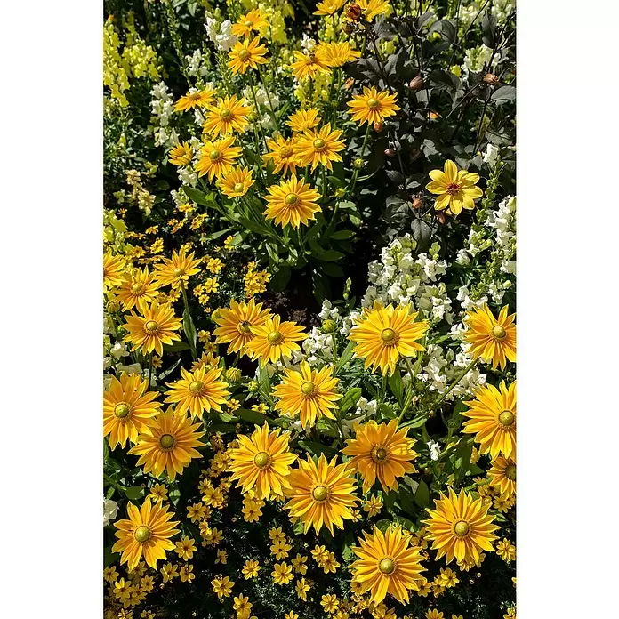 Piardino Staude Mix - z.B. Sunbeckia Ophelia, Echinacea Purpurea, Delphinium - Detailaufnahme