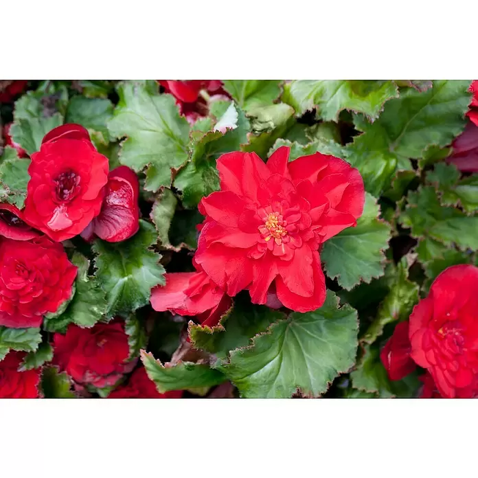 Begonia - Tamaño de maceta: 23 cm - Primer plano