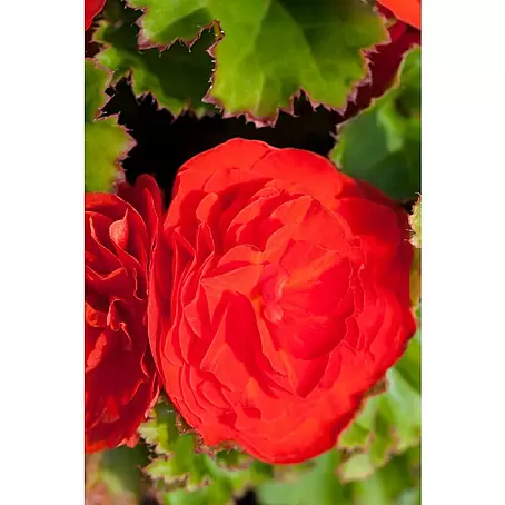 Begonia