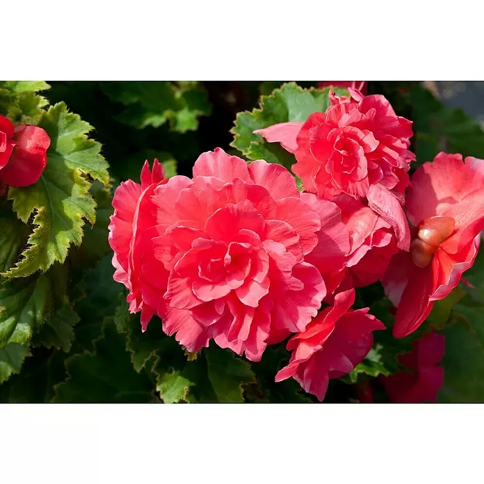 Begonia - Tamaño de maceta: 23 cm - Primer plano