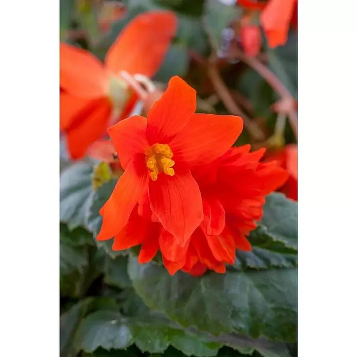 Begonia - Tamaño de maceta: 23 cm - Primer plano