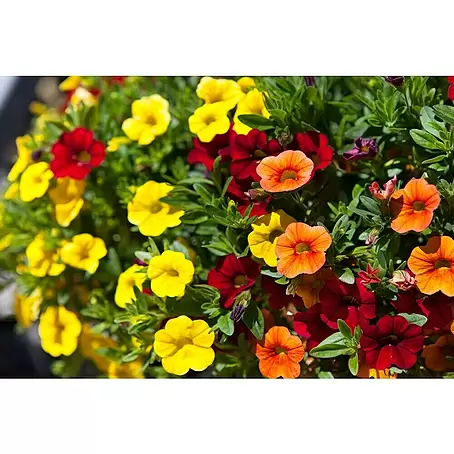 Piardino  Petunia calibrachoa