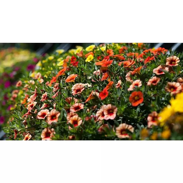 Piardino Petunia calibrachoa - Calibrachoa Hybride, Tamaño de maceta: 13 cm, Según su variedad - Primer plano