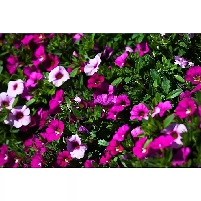 Piardino Petunia calibrachoa - Calibrachoa Hybride, Tamaño de maceta: 13 cm, Según su variedad - Primer plano