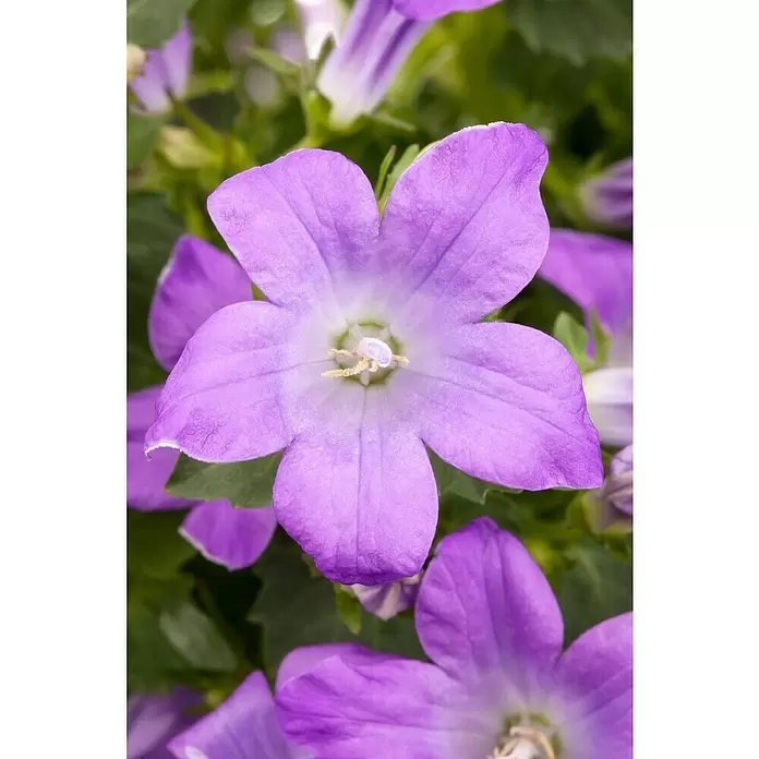 Piardino Glockenblume - Campanula portenschlagiana, Topfgröße: 9 cm, 6 Stk. - Detailaufnahme