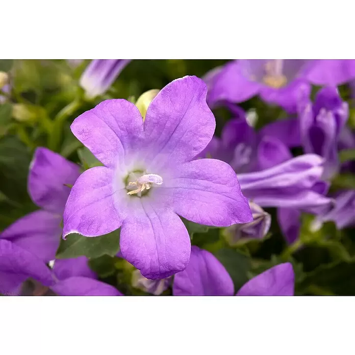 Piardino Glockenblume - Campanula portenschlagiana, Topfgröße: 9 cm, 6 Stk. - Detailaufnahme