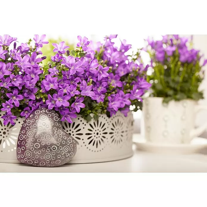 Piardino Glockenblume - Campanula portenschlagiana, Topfgröße: 9 cm, 6 Stk. - Stimmungsaufnahme
