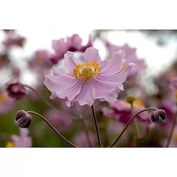 Piardino Herbstanemone - Anemone Hybride 'Fantasy' in Sorten, Topfgröße: 19 cm, Sortenabhängig, Rosa, Weiß - Detailaufnahme