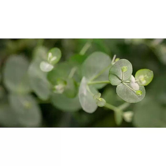 Piardino Eucalipto - Eucalyptus gunnii - Primer plano
