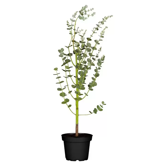 Piardino Eucalipto - Eucalyptus gunnii - Vista frontal