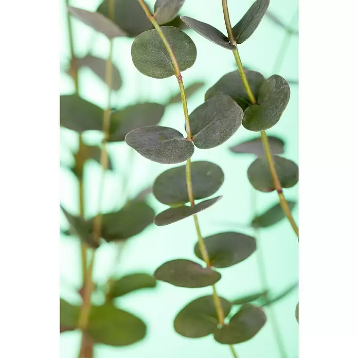 Piardino Eucalipto - Eucalyptus gunnii - Primer plano