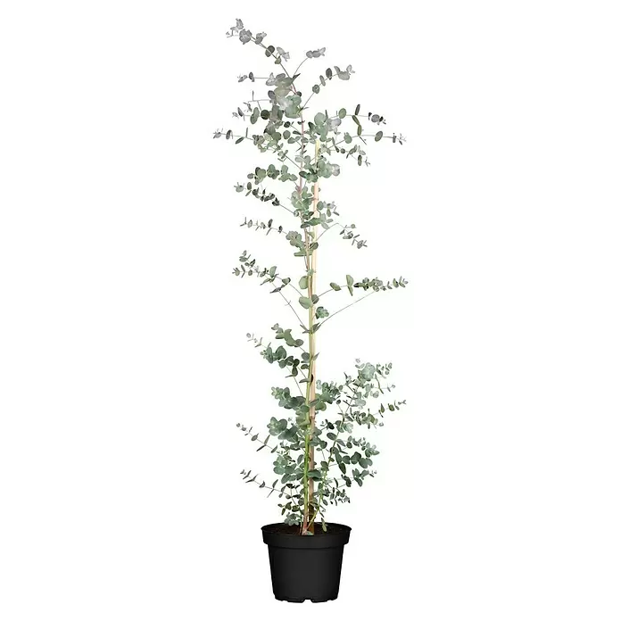 Piardino Eucalipto - Eucalyptus gunnii - Vista frontal