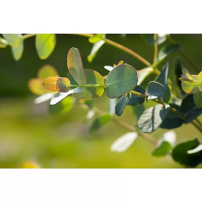 Piardino Eucalipto - Eucalyptus gunnii - Primer plano