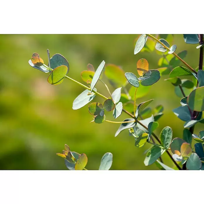 Piardino Eucalipto - Eucalyptus gunnii - Primer plano