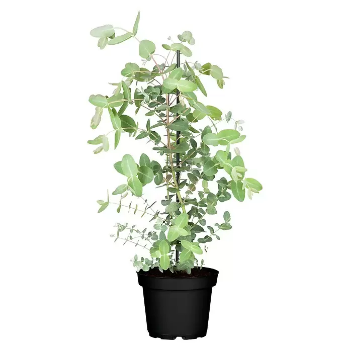 Piardino Eucalipto - Eucalyptus gunnii - Vista frontal