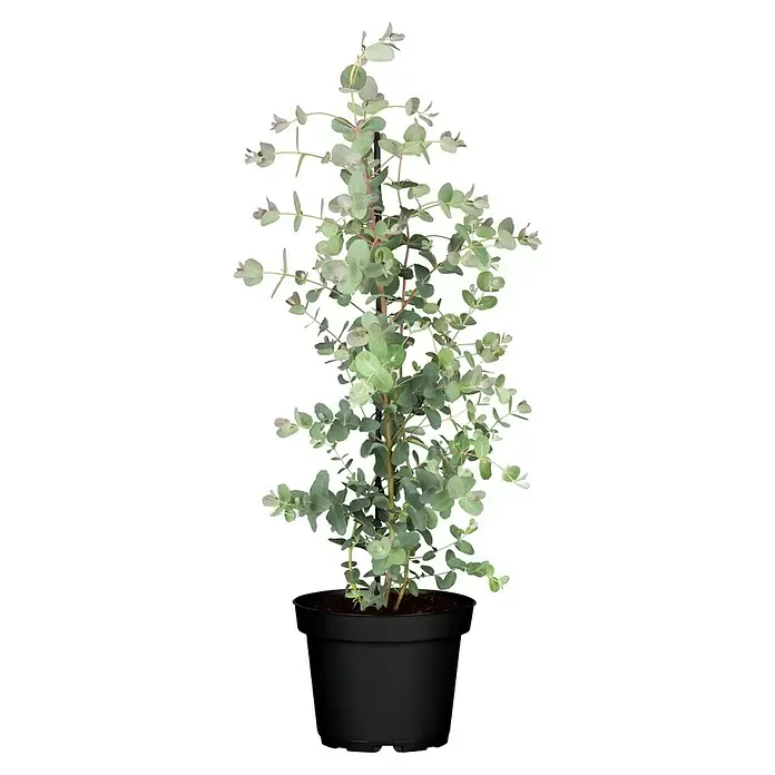Piardino Eucalipto - Eucalyptus gunnii - Vista frontal