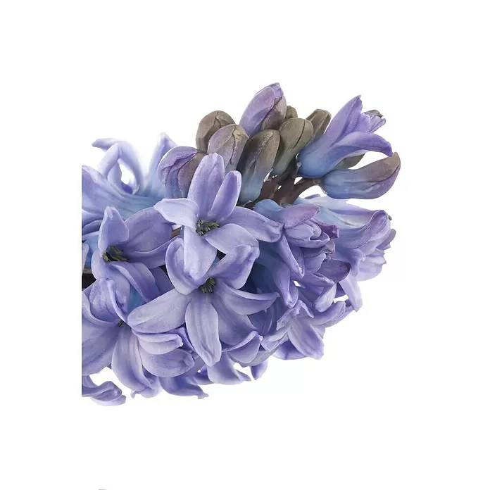 Piardino Bulbos de primavera - Hyacinthus orientalis, Mixta - Primer plano