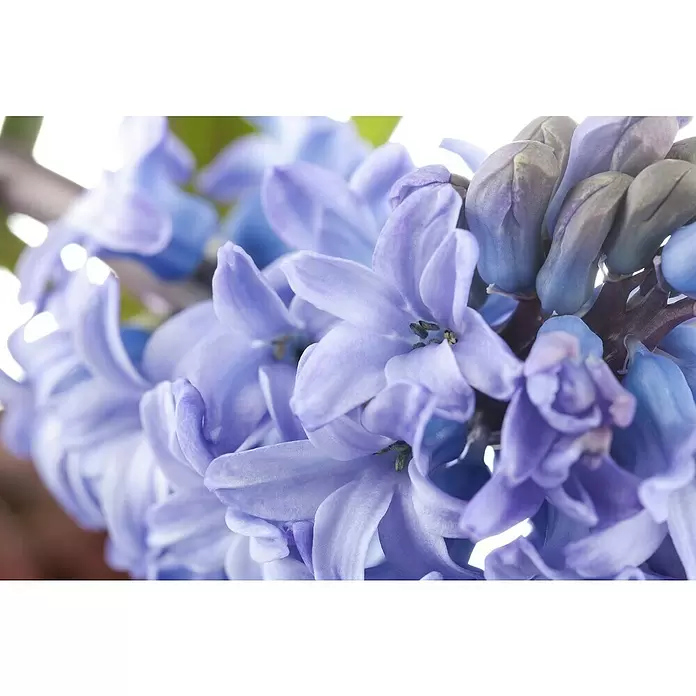 Piardino Bulbos de primavera - Hyancithus - Primer plano