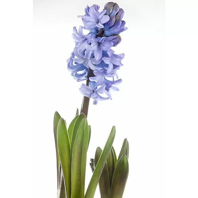 Piardino Bulbos de primavera - Hyacinthus orientalis, Mixta - Primer plano