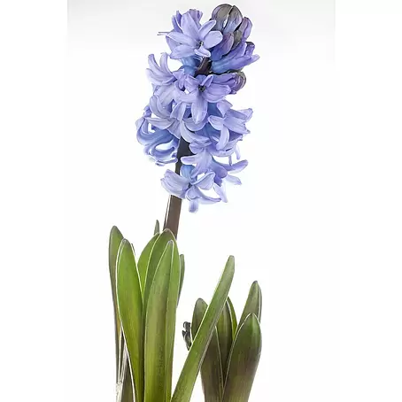 Piardino  Bulbos de primavera