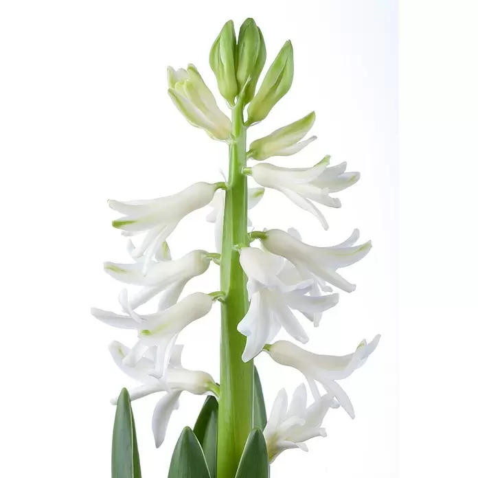 Piardino Bulbos de primavera - Hyacinthus orientalis, Mixta - Primer plano