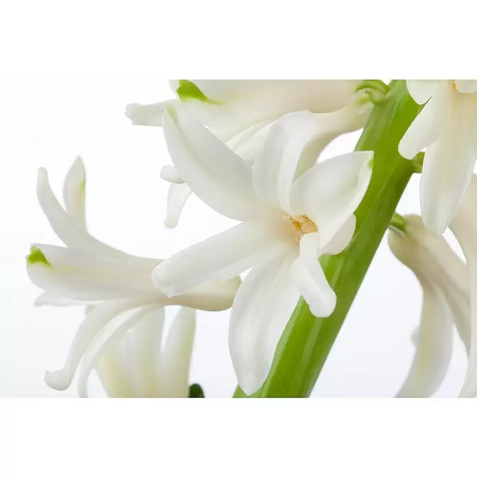 Piardino Bulbos de primavera - Hyancithus - Primer plano