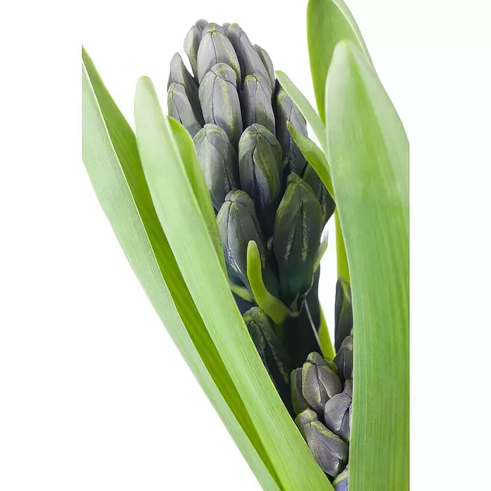 Piardino Bulbos de primavera - Hyancithus - Primer plano