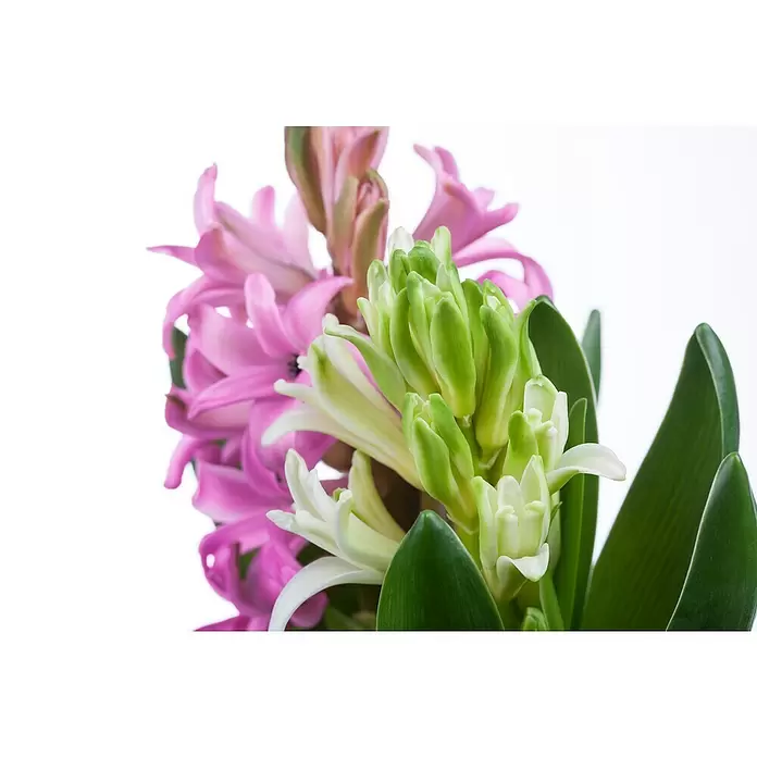 Piardino Bulbos de primavera - Hyancithus - Primer plano