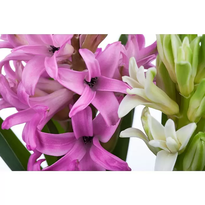Piardino Bulbos de primavera - Hyancithus - Primer plano