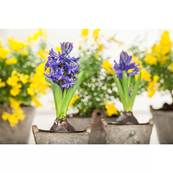 Piardino Bulbos de primavera - Hyancithus - Foto ambiente