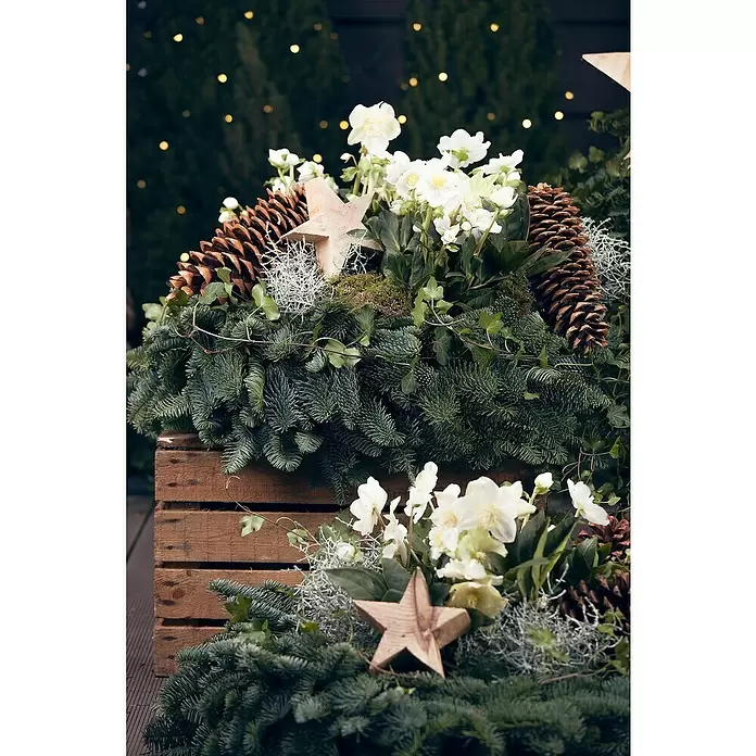 Piardino Christrose im Zinktopf - Helleborus niger, Topfgröße: 17 cm, Weiß - Stimmungsaufnahme