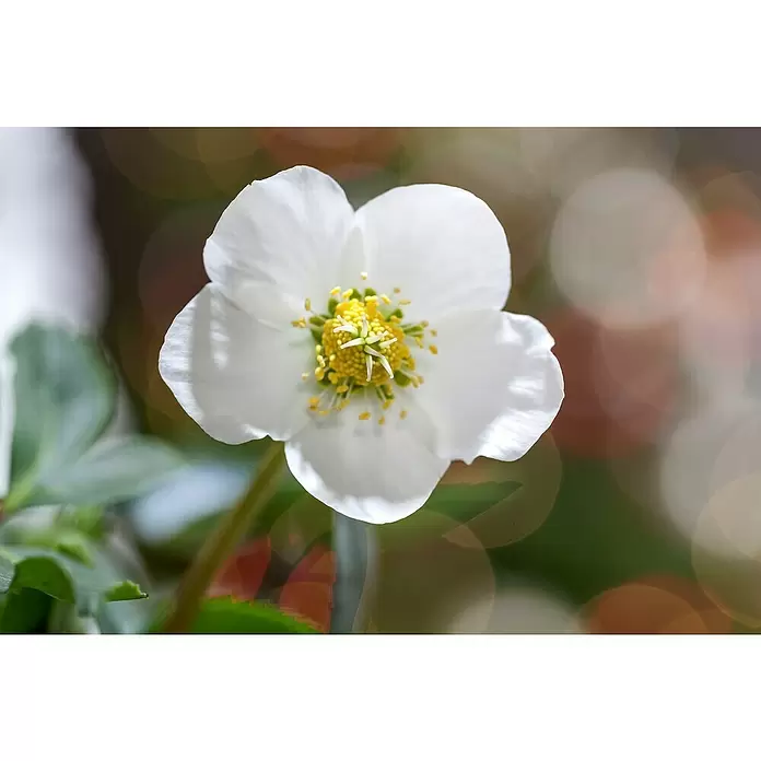 Piardino Christrose im Zinktopf - Helleborus niger, Topfgröße: 17 cm, Weiß - Detailaufnahme