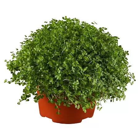 Piardino  Soleirolia soleirolii