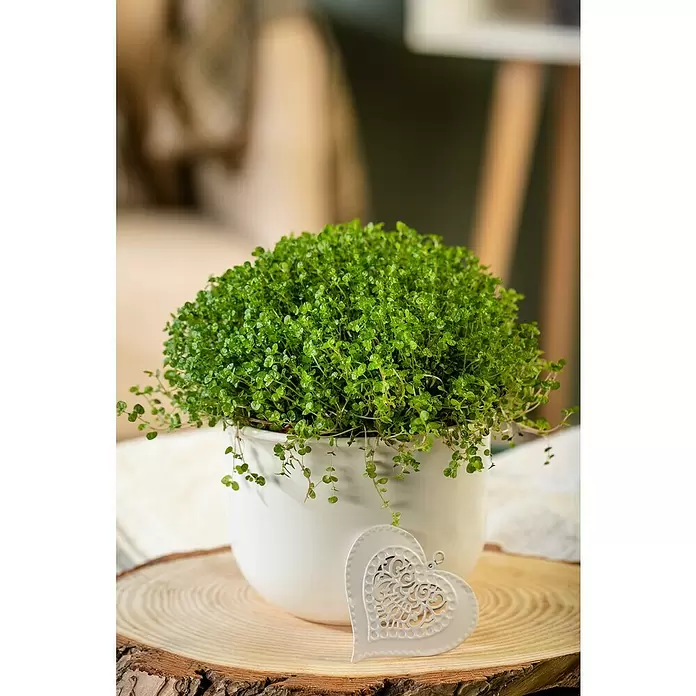 Piardino Soleirolia soleirolii - Soleirolia soleirolii, Tamaño de maceta: 12 cm - Foto ambiente