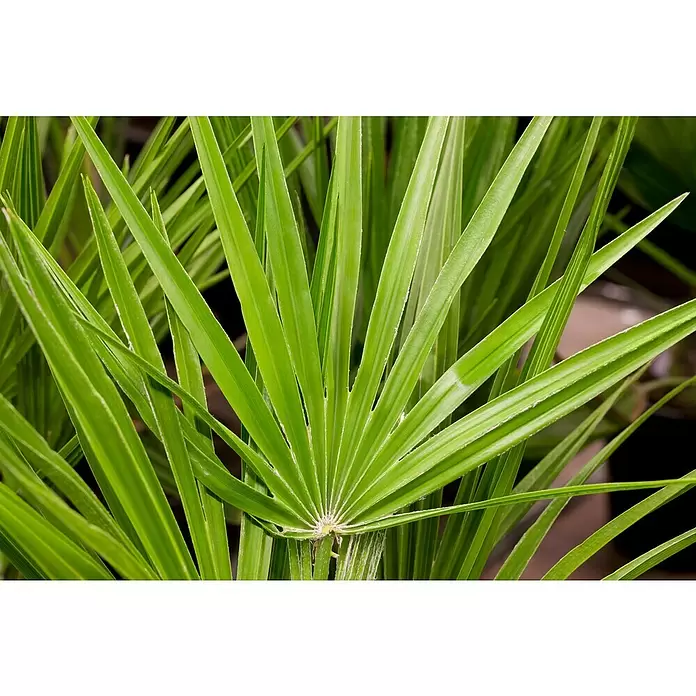 Piardino Zwergpalme - Chamaerops humilis, Topfgröße: 22 cm - Detailaufnahme