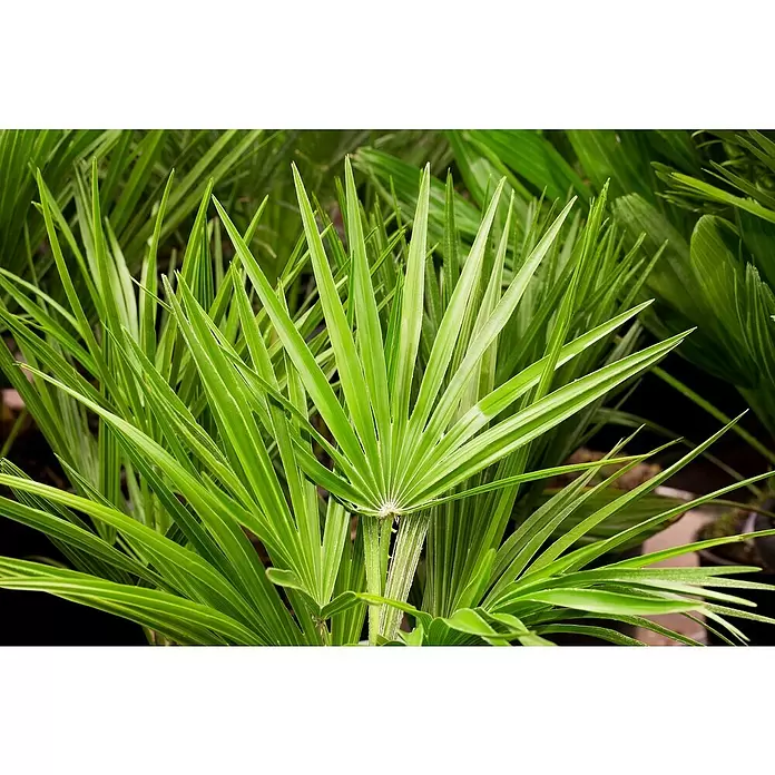 Piardino Zwergpalme - Chamaerops humilis, Topfgröße: 22 cm - Detailaufnahme