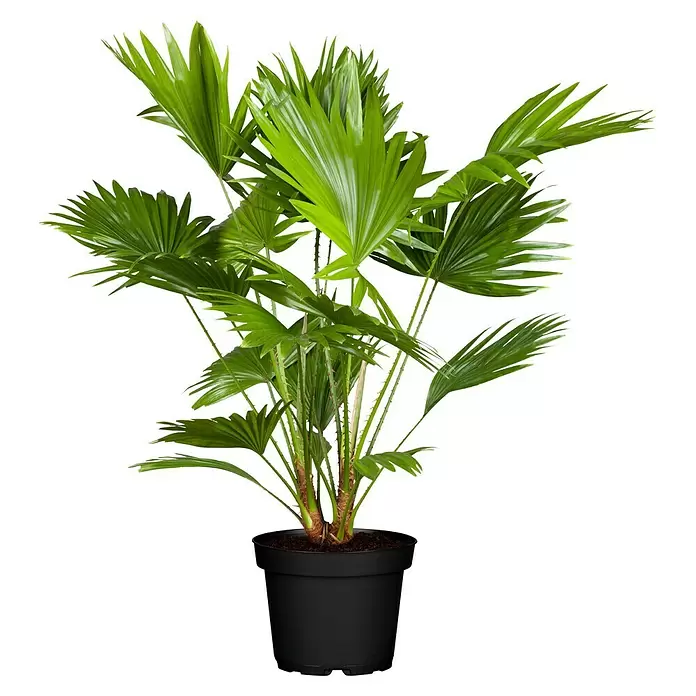 Piardino Zwergpalme - Chamaerops humilis, Topfgröße: 22 cm - Vorderansicht