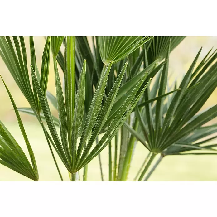 Piardino Zwergpalme - Chamaerops humilis, Topfgröße: 22 cm - Detailaufnahme